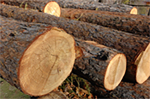 Oasis Logs Information